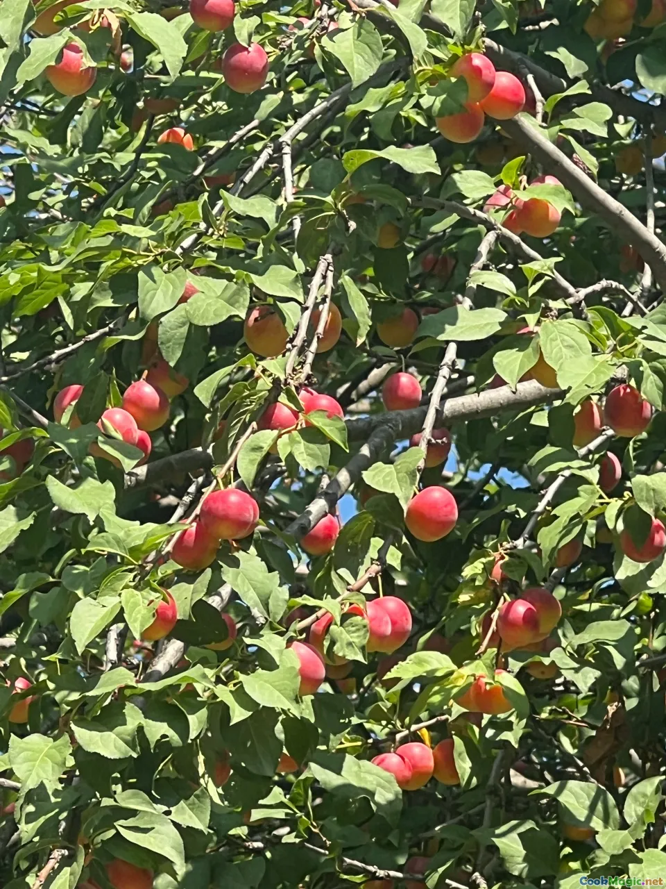 apples, plums, berries, orchard, seasonal fruits