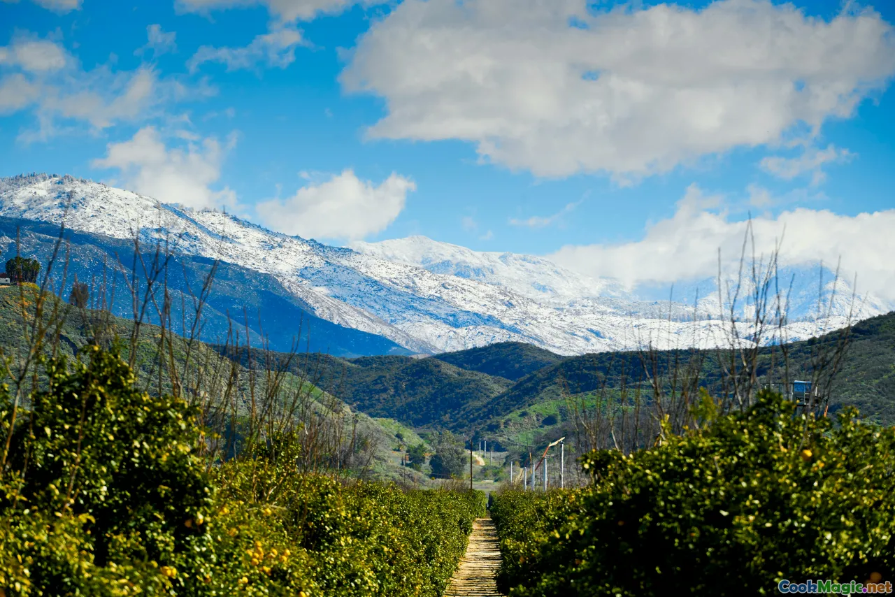 Argentine vineyard, Malbec, wine terroir, Andes mountains