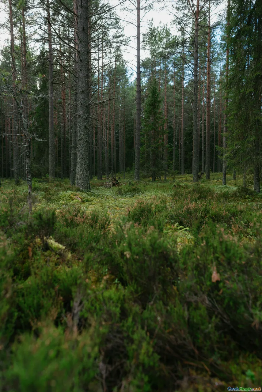 Baltic forest, wild herbs, foraging, natural landscape, wild plants