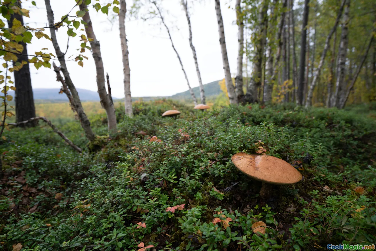 Baltic forests, mushroom foraging, autumn landscape, cultural traditions, community gathering