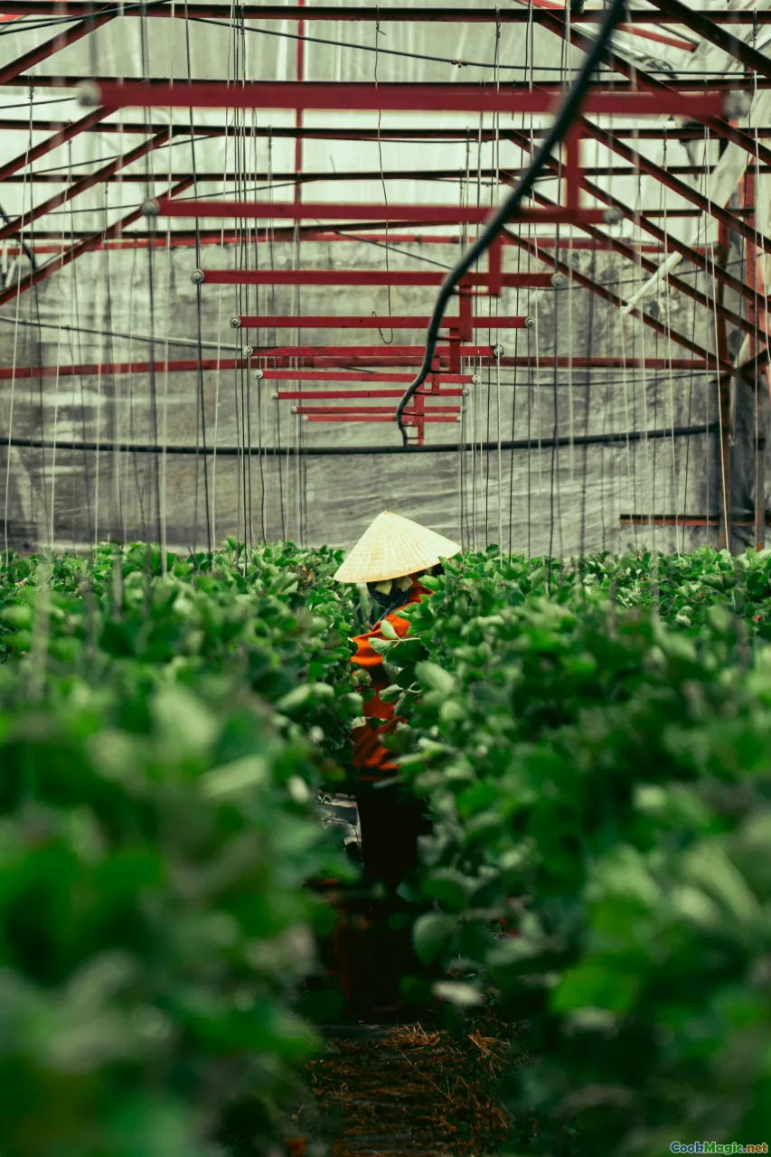 BelizeFarmers, organicFarming, sustainableagriculture