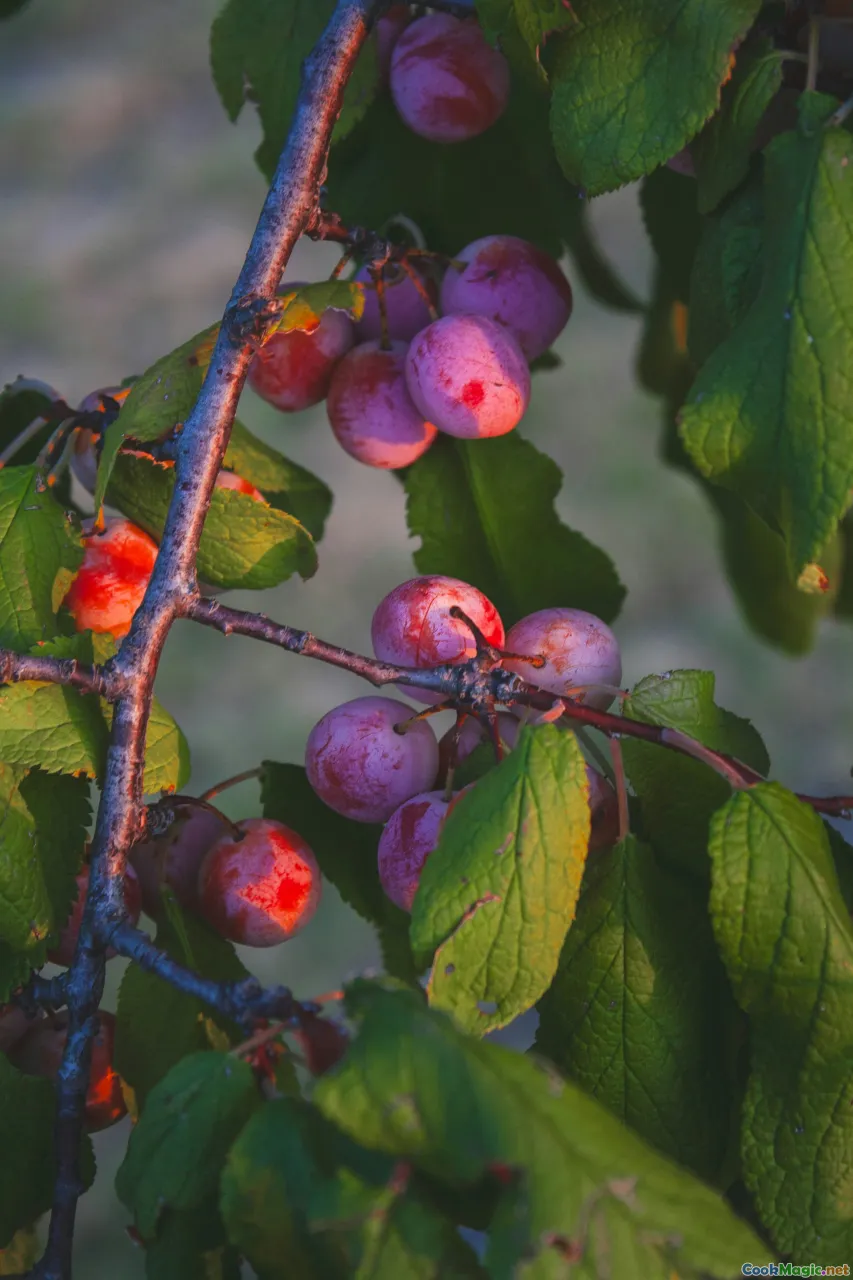 Cranberries and Cloudberries in Baltic Gastronomy