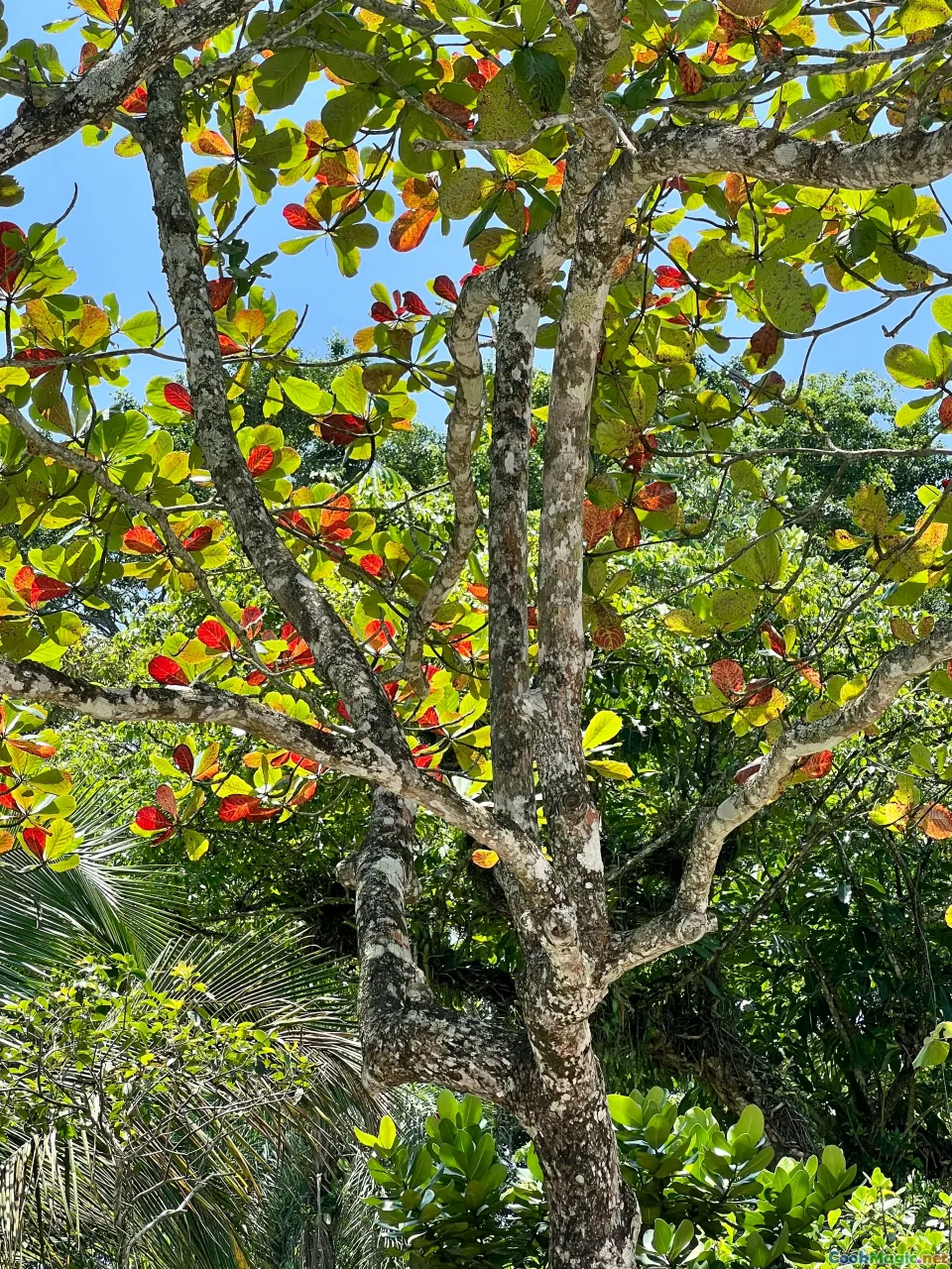 breadfruit tree, tropical forest, traditional cultivation