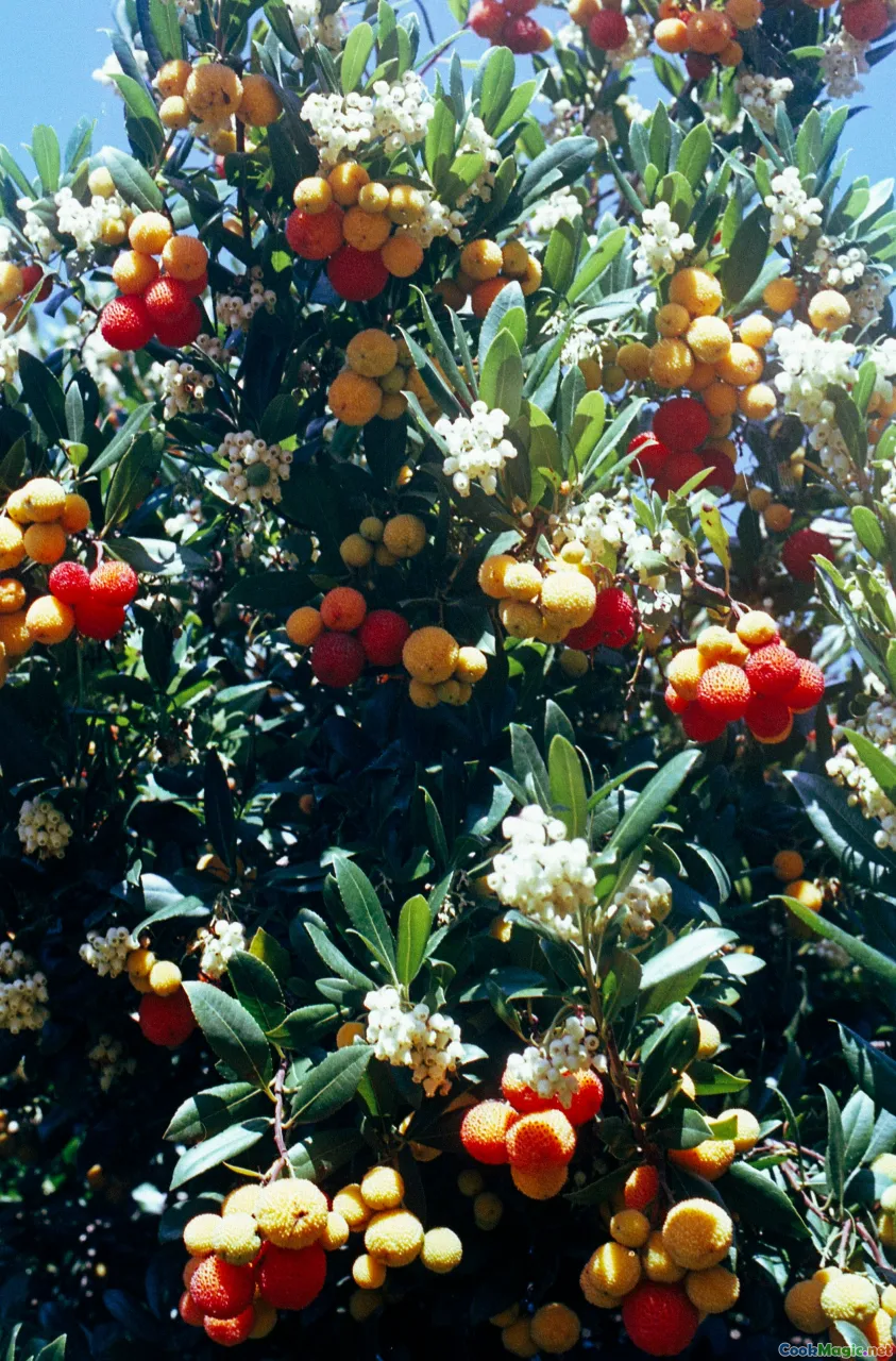 close-up juniper berries, aromatic herbs, sensory tasting