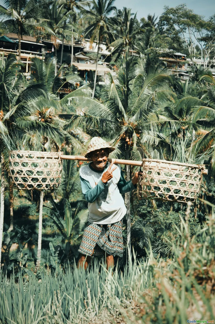 coconut harvesting, coconut opening, traditional tools, coconut water pouring