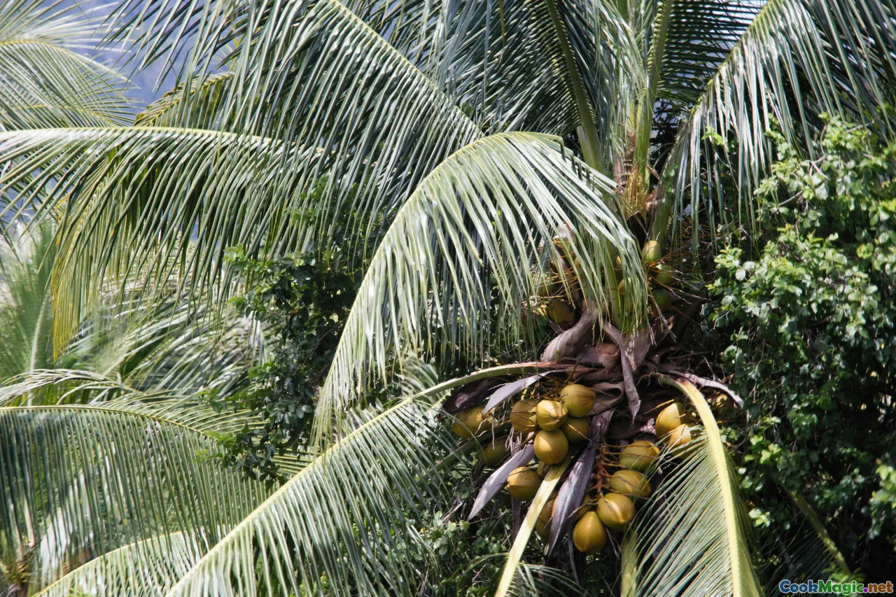 coconut oil, sesame oil, palm oil, cooking oil