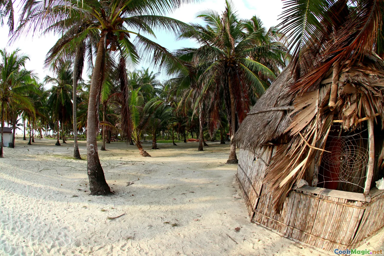coconut trees, Philippine beaches, tropical landscape