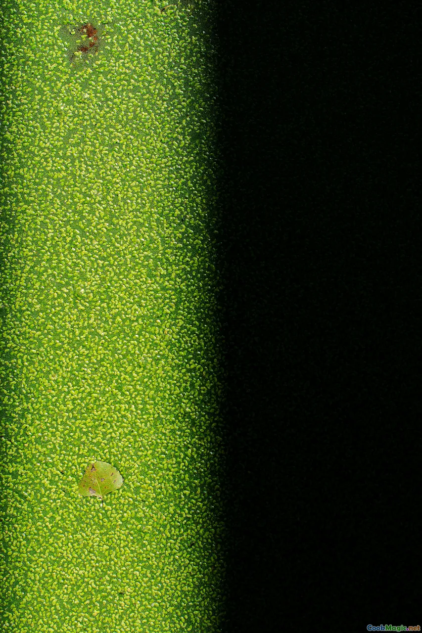 Des légumes-feuilles braisés sans amertume dans la cuisine du Sud