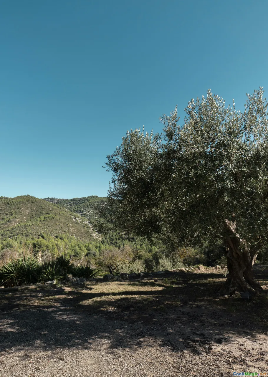 community olive harvest, olive festival, valley landscapes