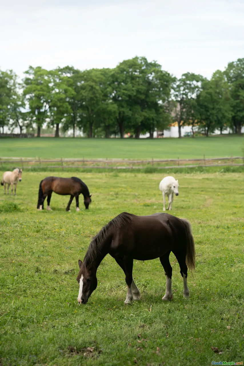 csárda, plains, horses, inn