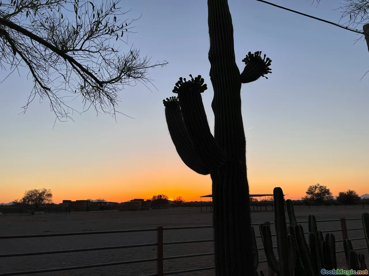 desert, saguaro fruit, sunrise, basket