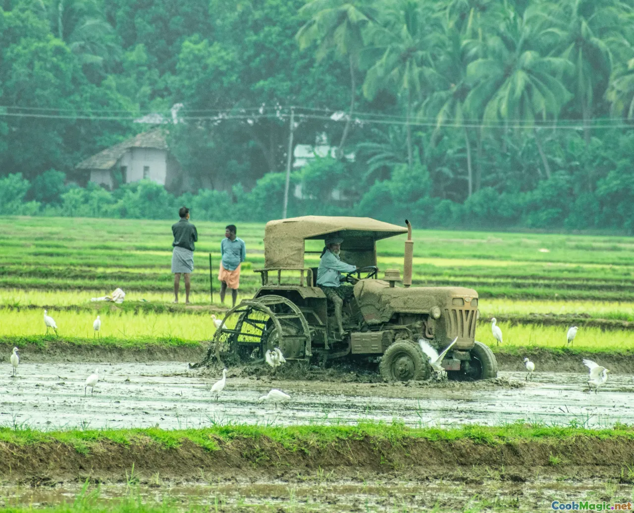 Filipino farmers, rice fields, community agriculture