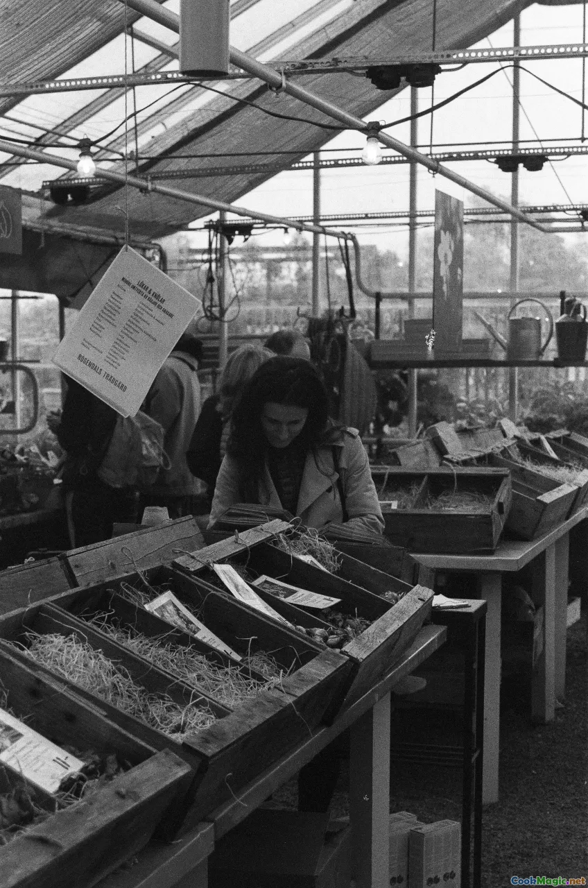 fish market, freshness, ice, corvina