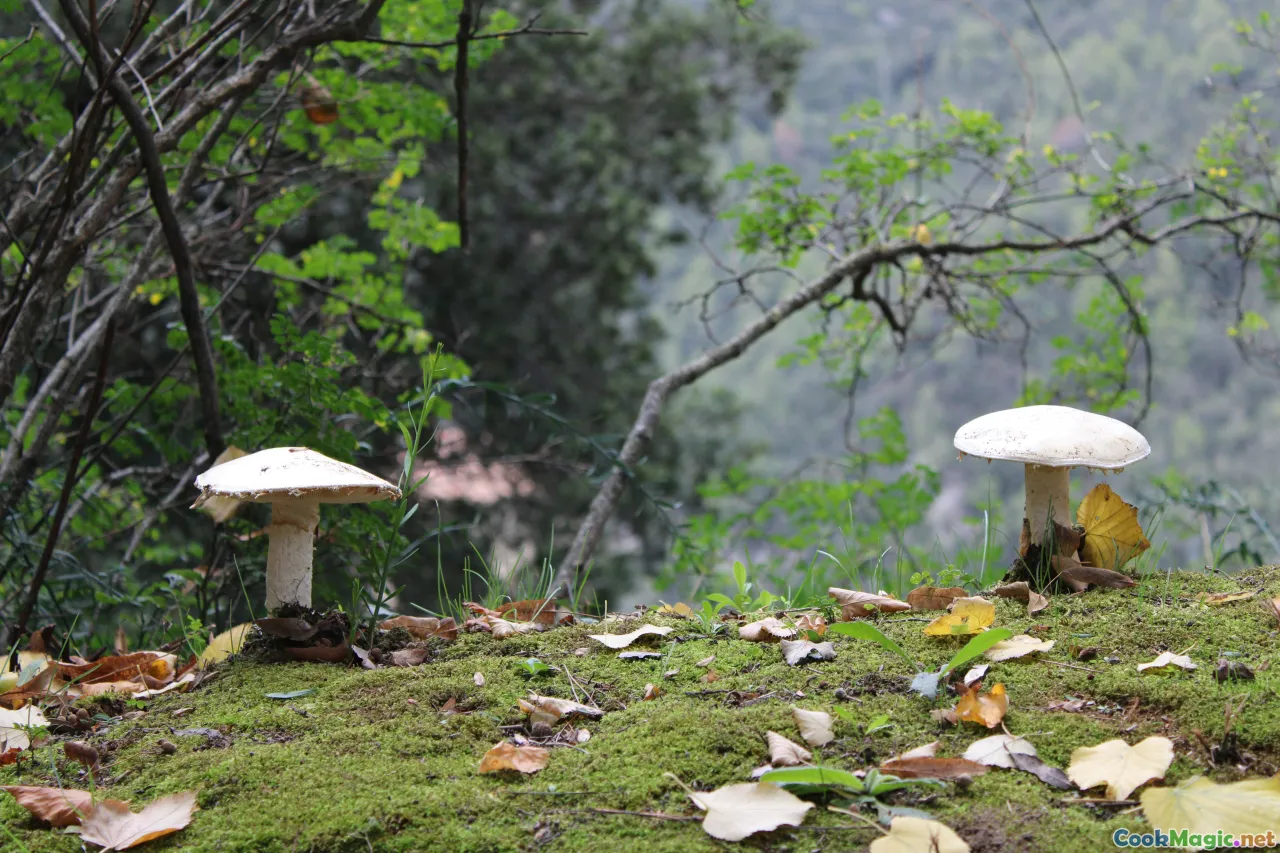 foraging, mushroom identification, forest walk, safe harvesting, autumn mushrooms