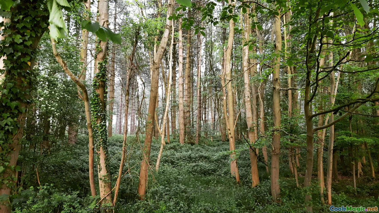 forest conservation, sustainable foraging