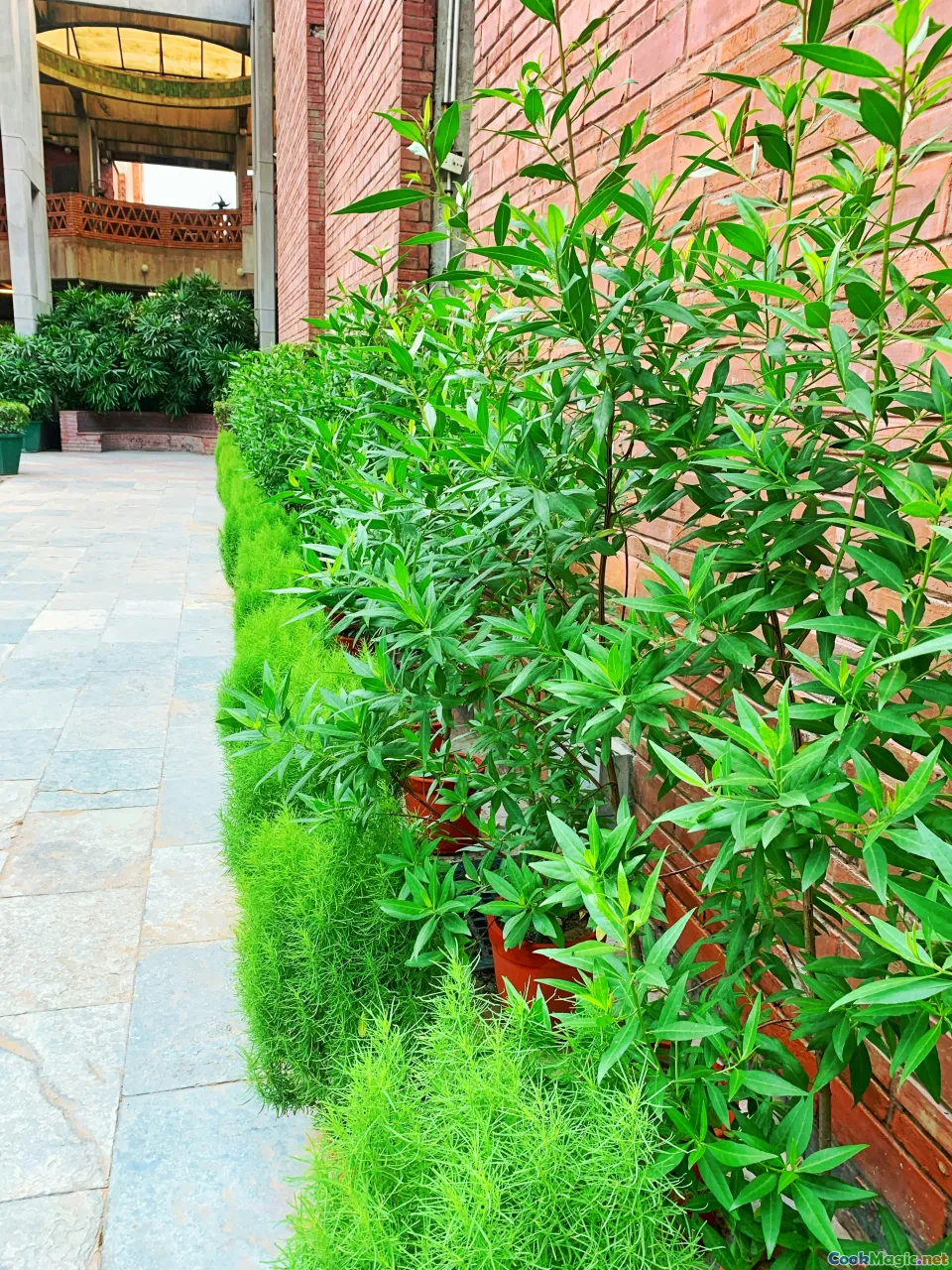fresh herbs, sabzi khordan, bazaar greens
