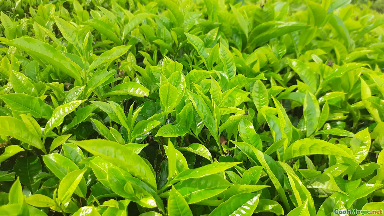 fresh herbs, Vietnam market, green leaves