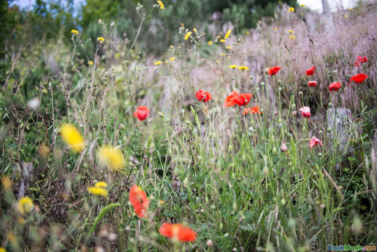 garden, foraging, wild herbs, personal garden, regional flora