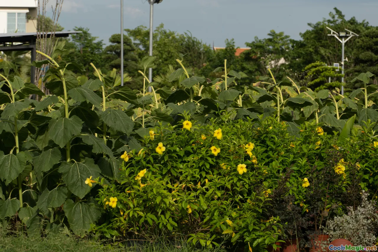 Ghanaian vegetables, harvest, seasonal farm produce, lush fields