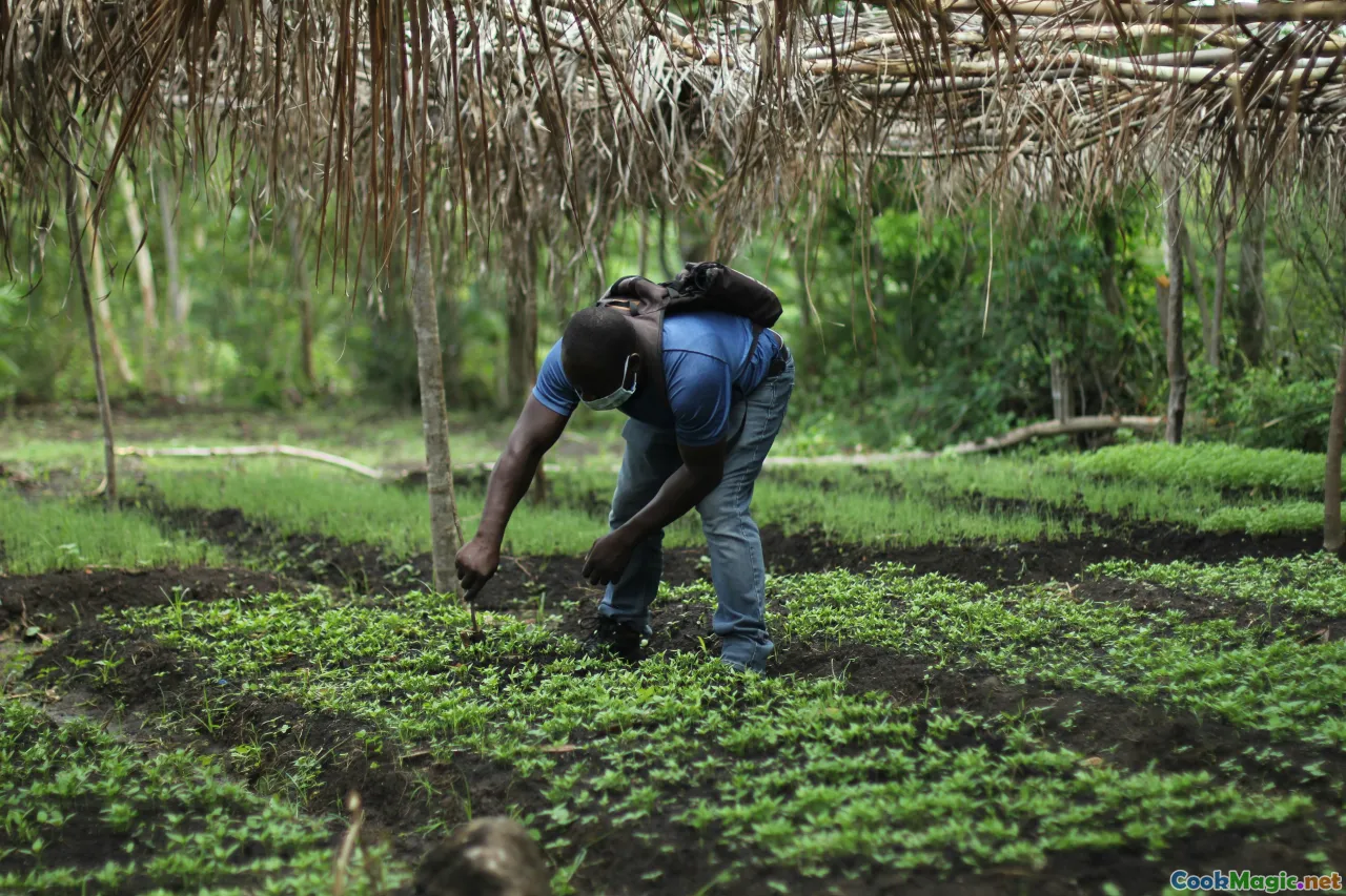 Haitian farmers cooperation, sustainable projects