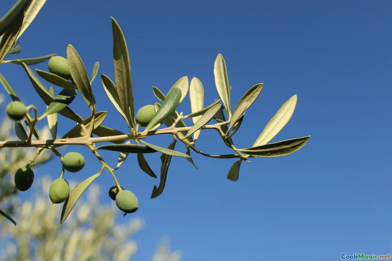 harvest, hand-picking olives, traditional tools