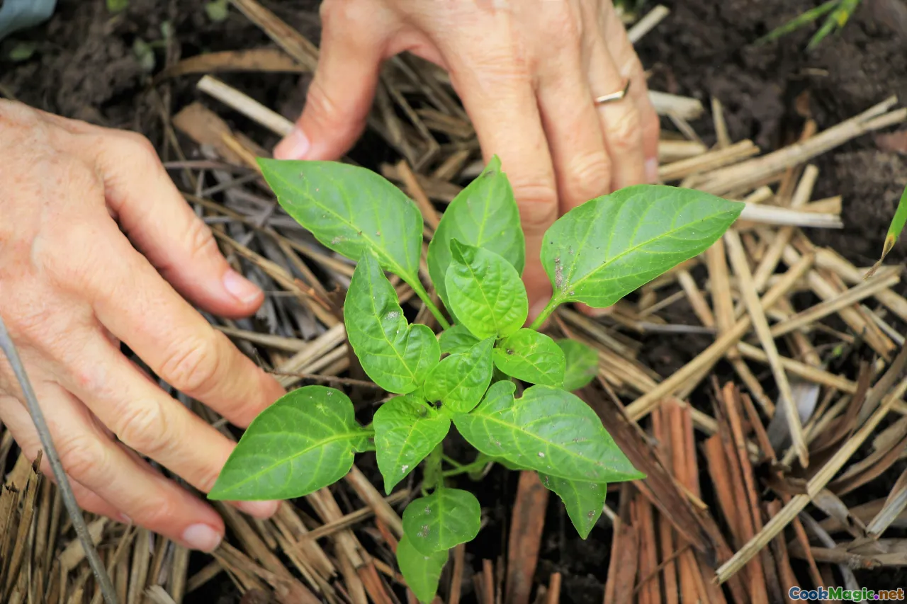 heirloom vegetables, seed saving, traditional breeds, biodiversity, farm diversity