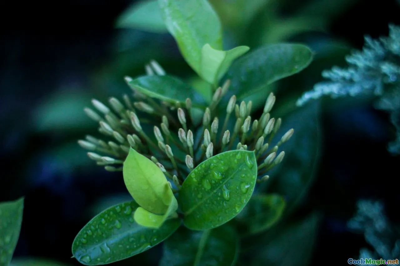 herbal medicine, botanical remedies, wellness, Caribbean herbs