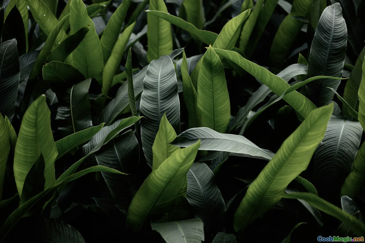 herbal tea selection, tropical plants, brewing plant infusions, indigenous flora