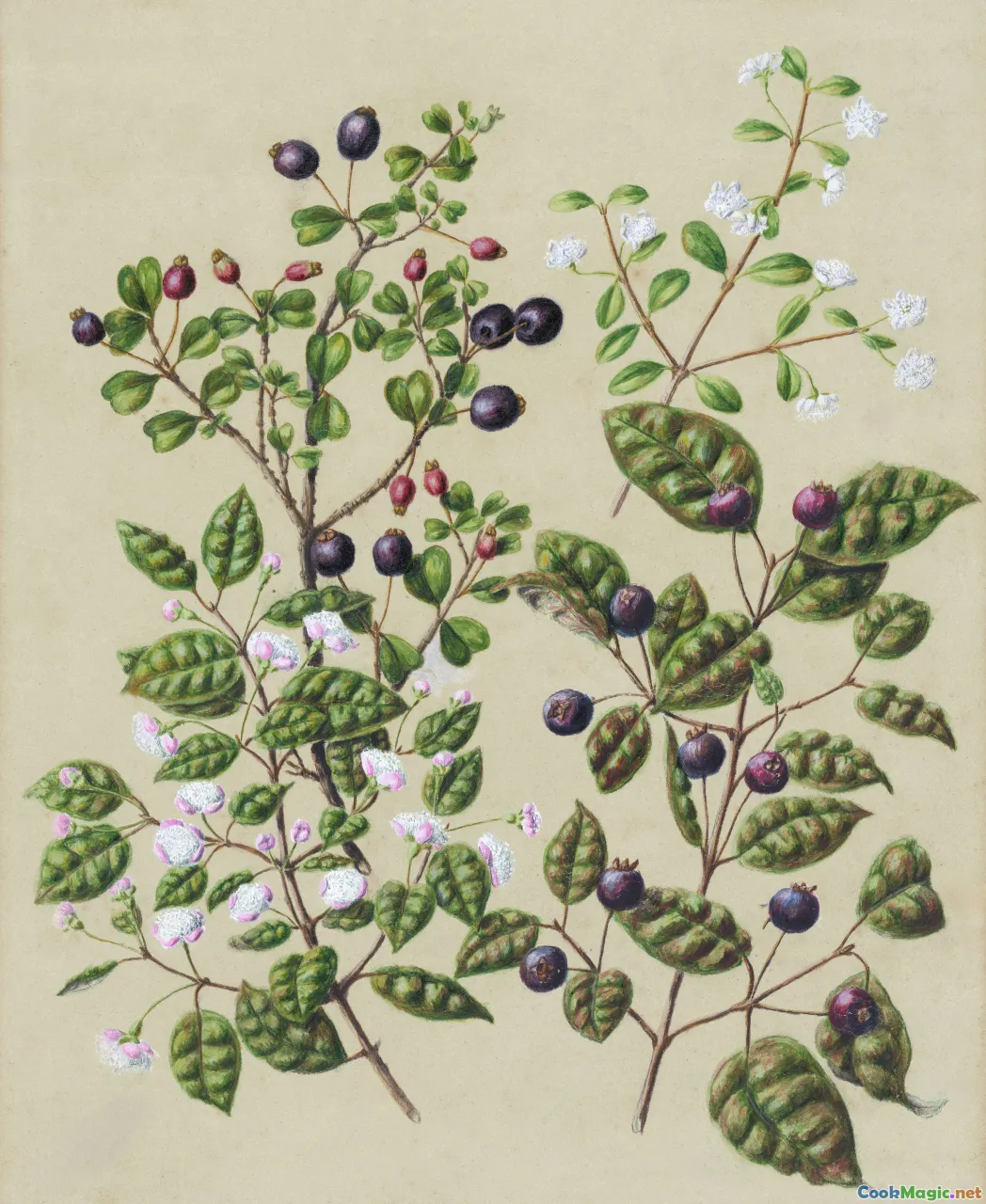 Icelandic berries, flatbread, herbs