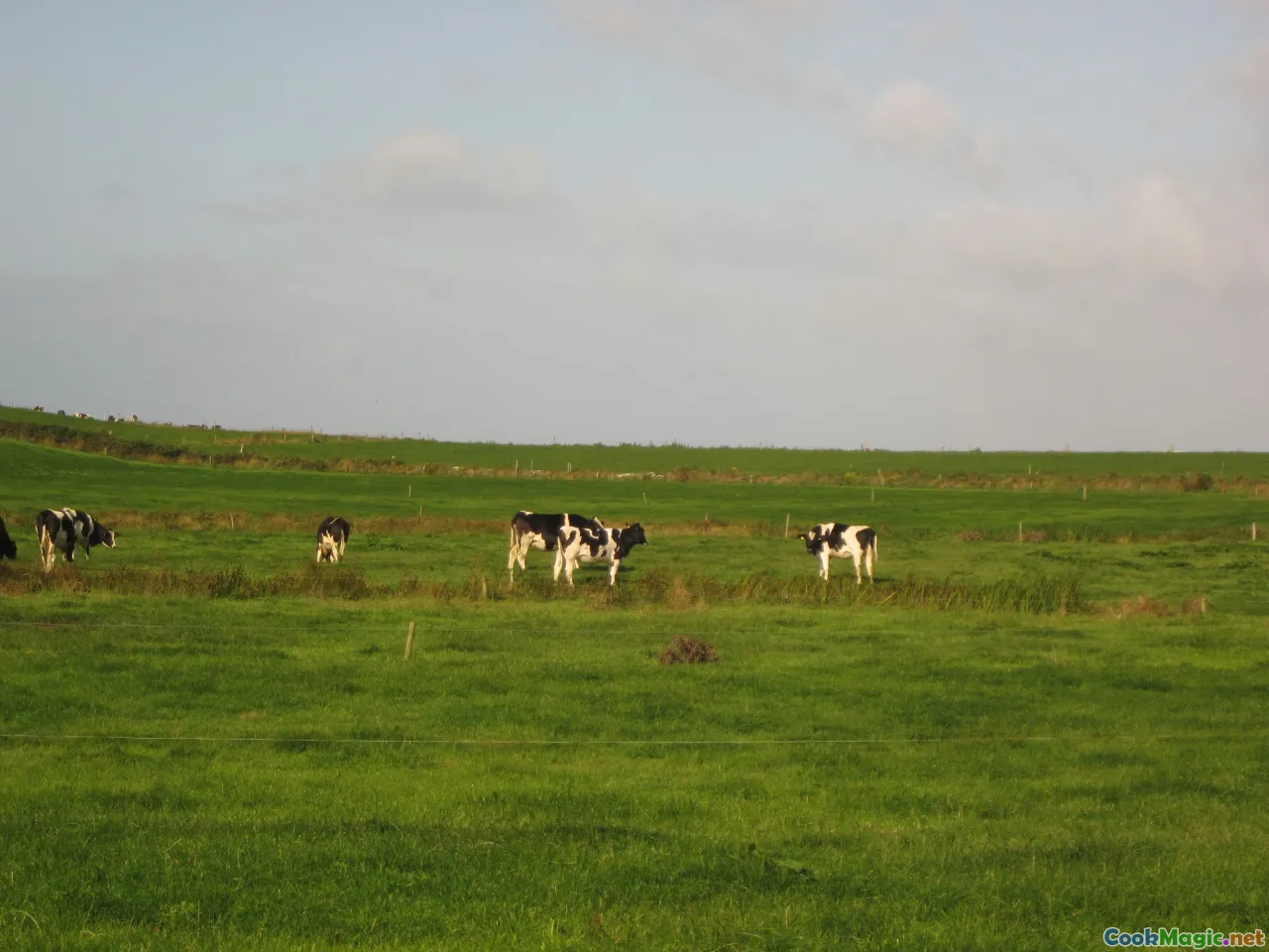 Irish dairy farm, green pastures, dairy cows, countryside, lush landscape
