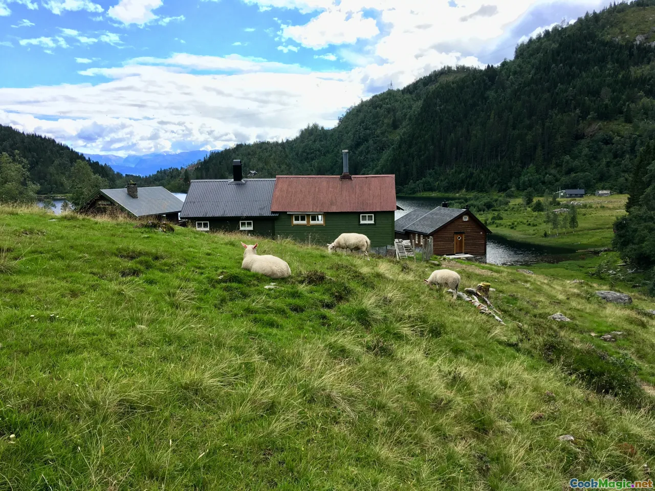 jæren pastures, røros dairy, goat herd nordland, trøndelag farm