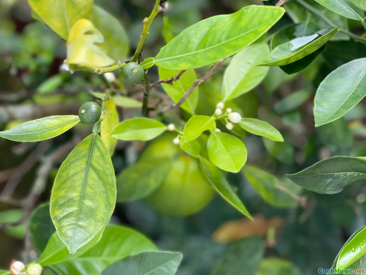 kaffir lime leaves, Thai cooking, citrus herbs, flavoring