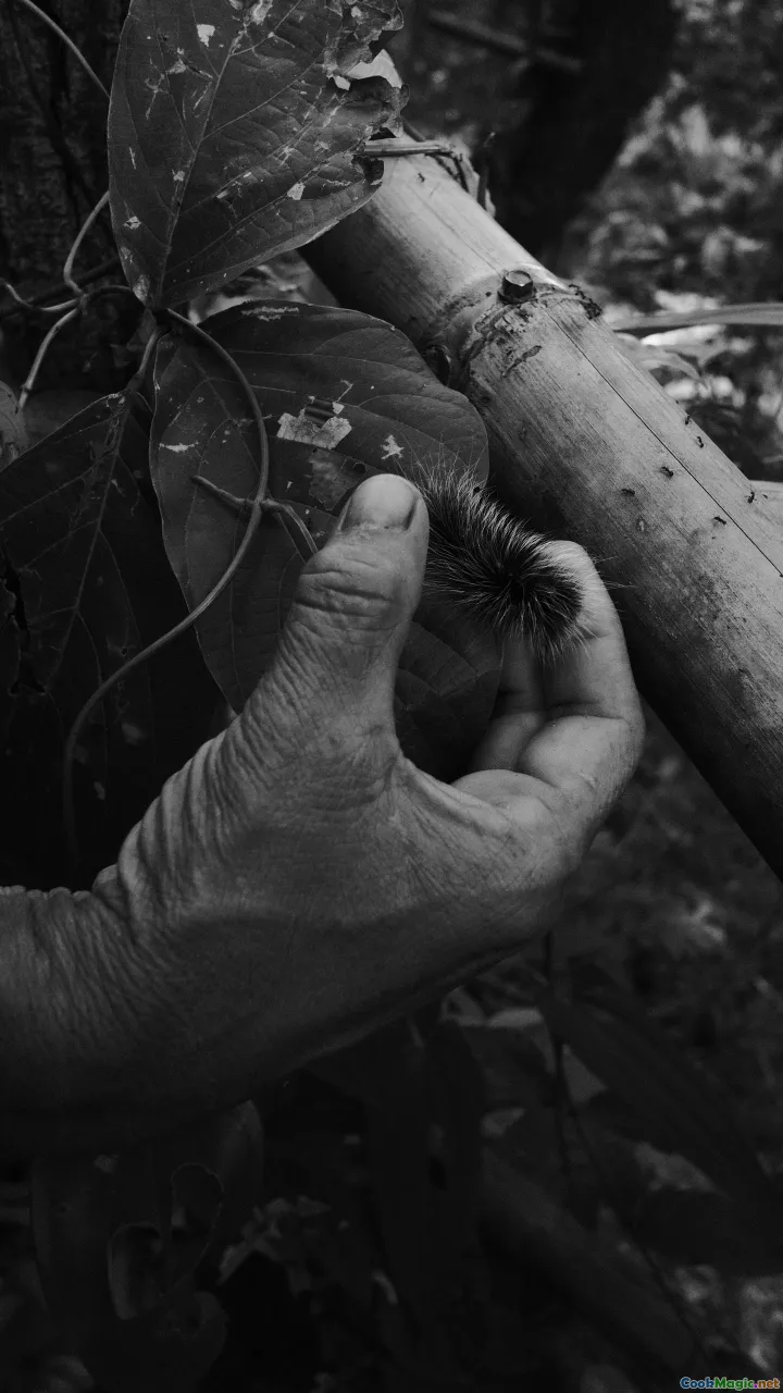 kava roots, piper methysticum, kava plant, traditional kava preparation