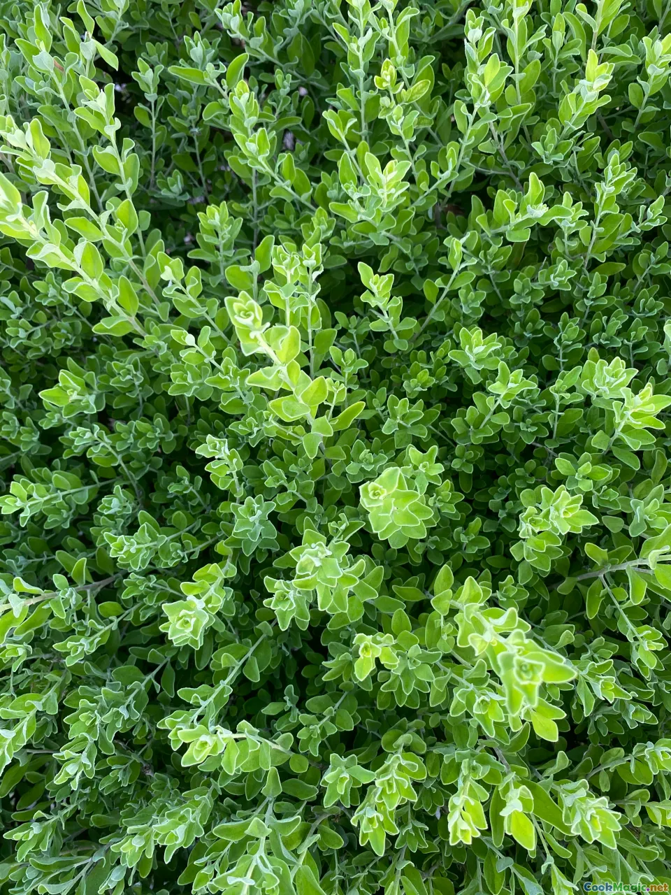 Levant Mutfağında Taze Otların Kullanımının Sırları