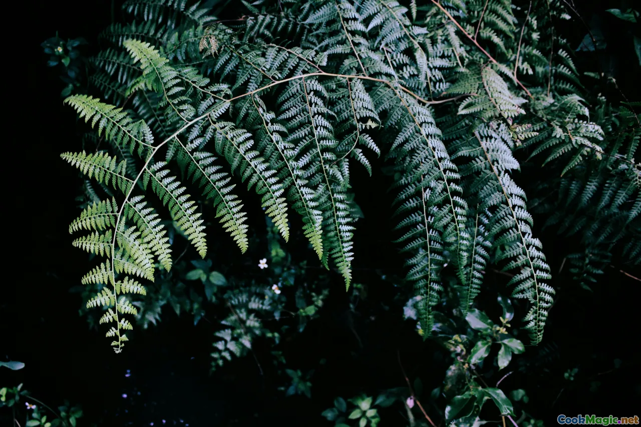 Māori, bush, fern, cultural heritage