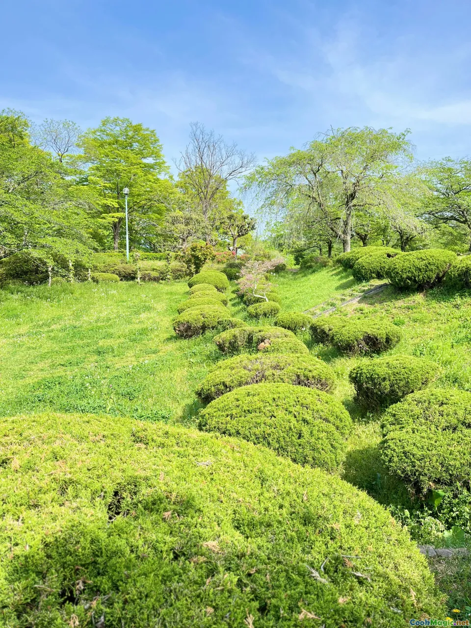 Māori gathering, wild greens, Māori landscape