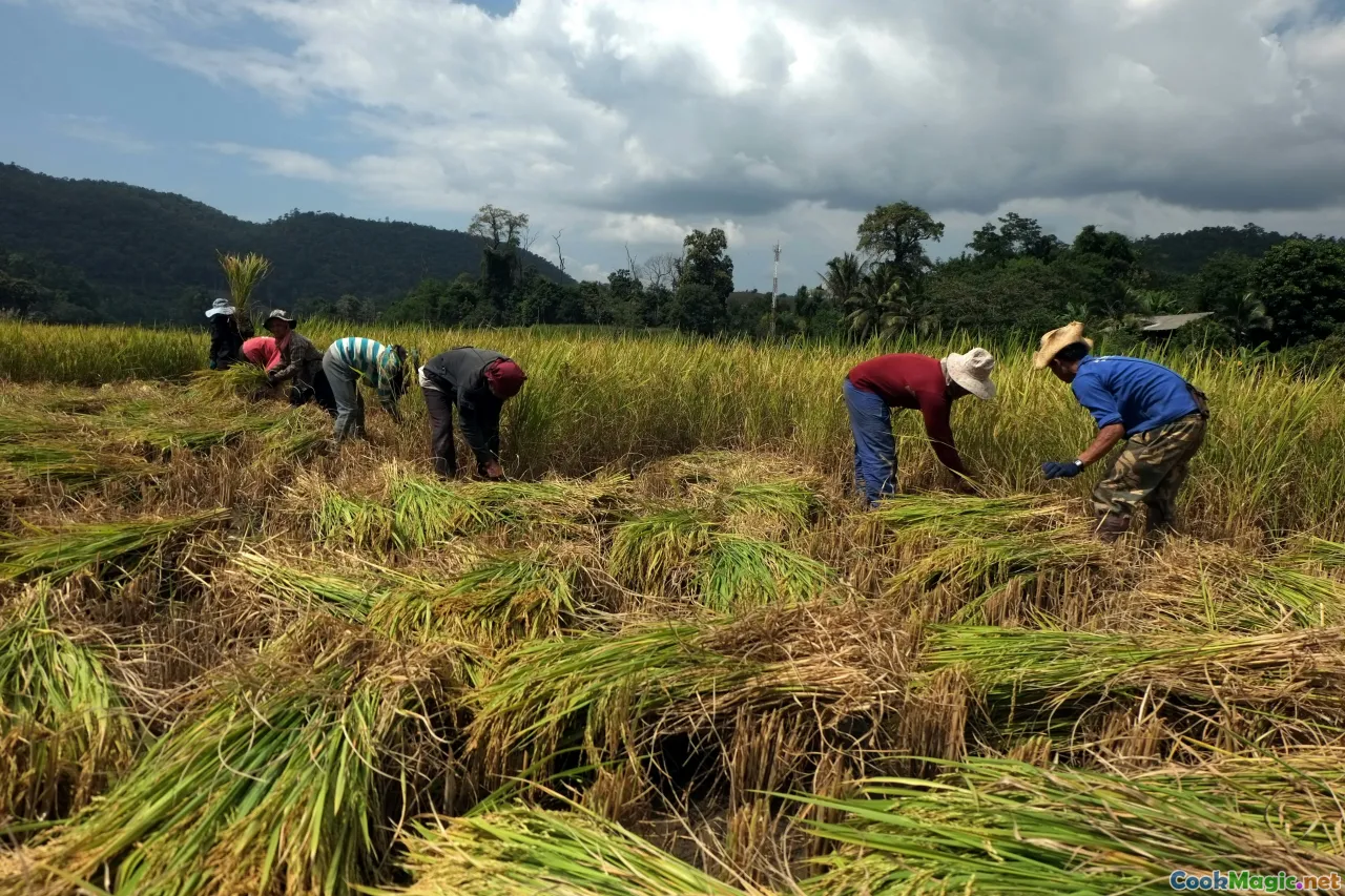 modern rice farms, sustainable harvesting, rice innovation, Malaysian rice traditions