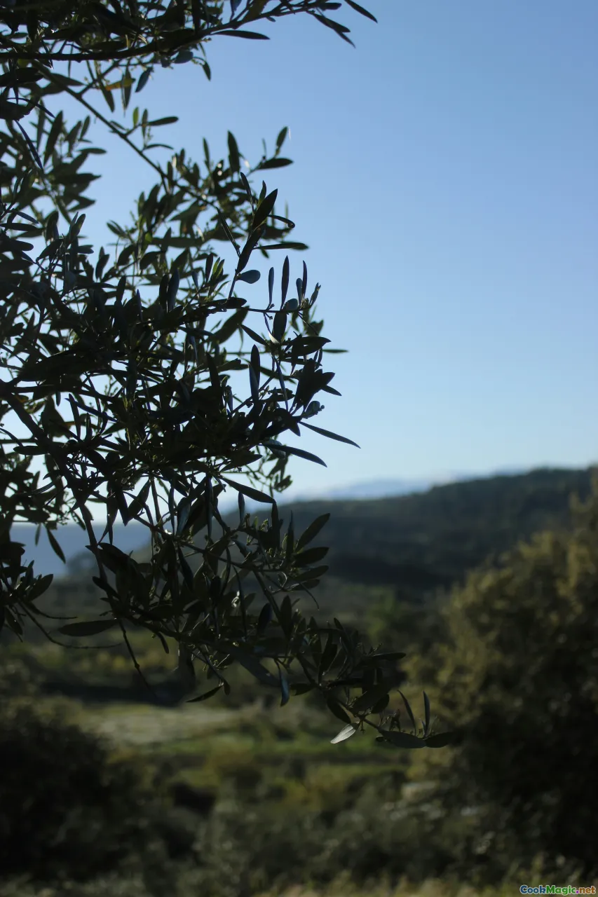 Montenegrin olive varieties, olive oil bottle, regional landscapes