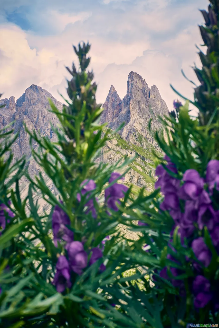 mountain herbs, alpine plants, wild greenery
