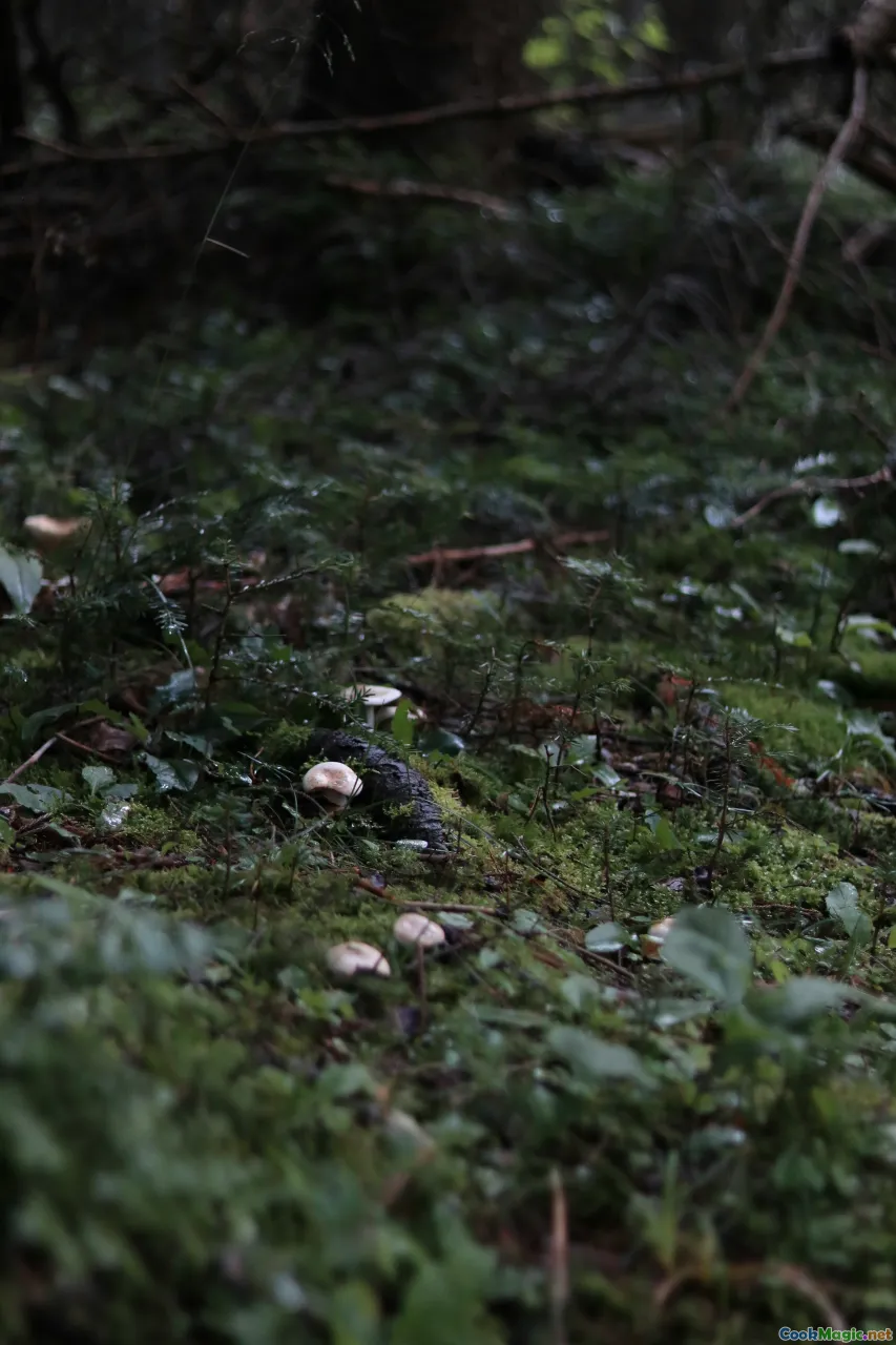 mushroom foraging, forest floor, early morning woods