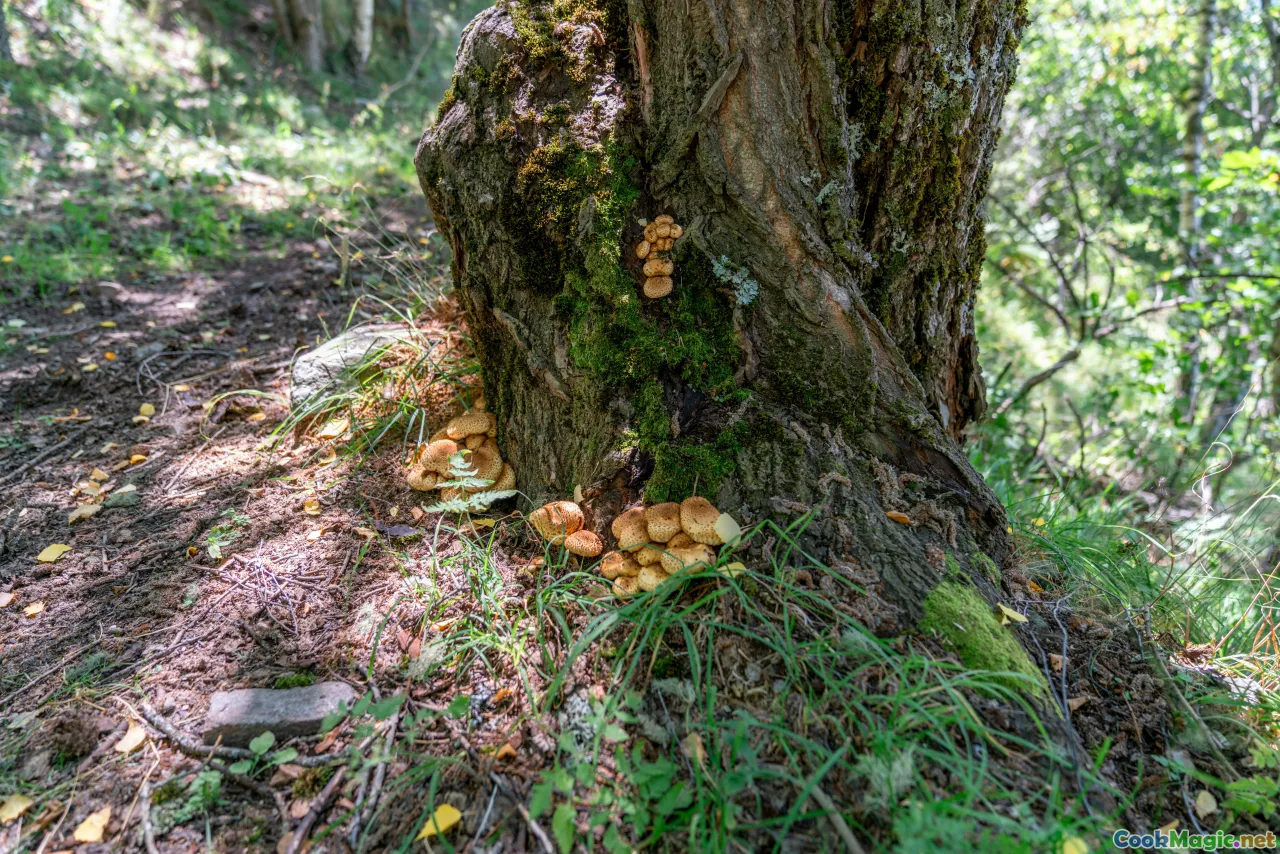 mushroom foraging, safety tips, forest hike