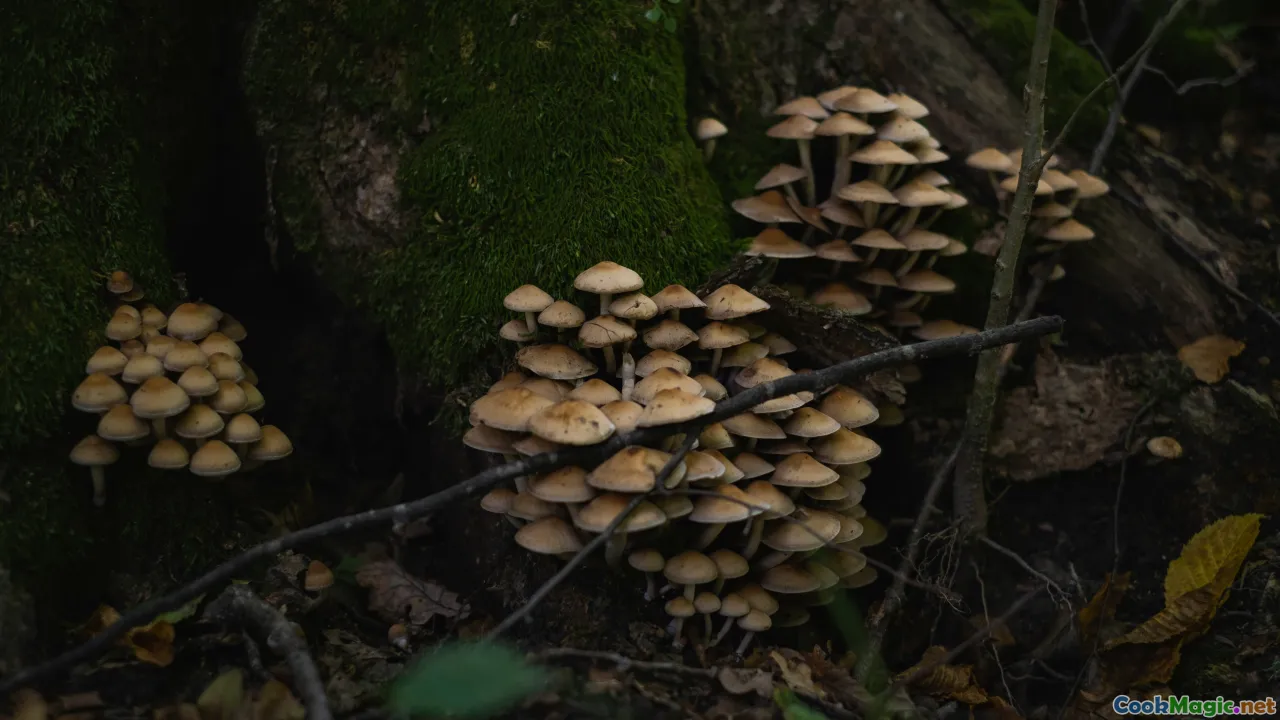 mushrooms, ryzhiki, salting, forest