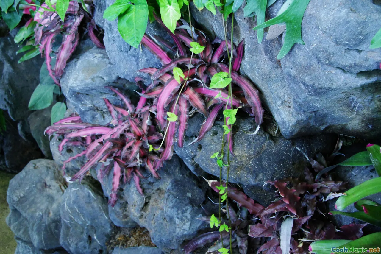 native plants, smoked meats, wild berries, root vegetables