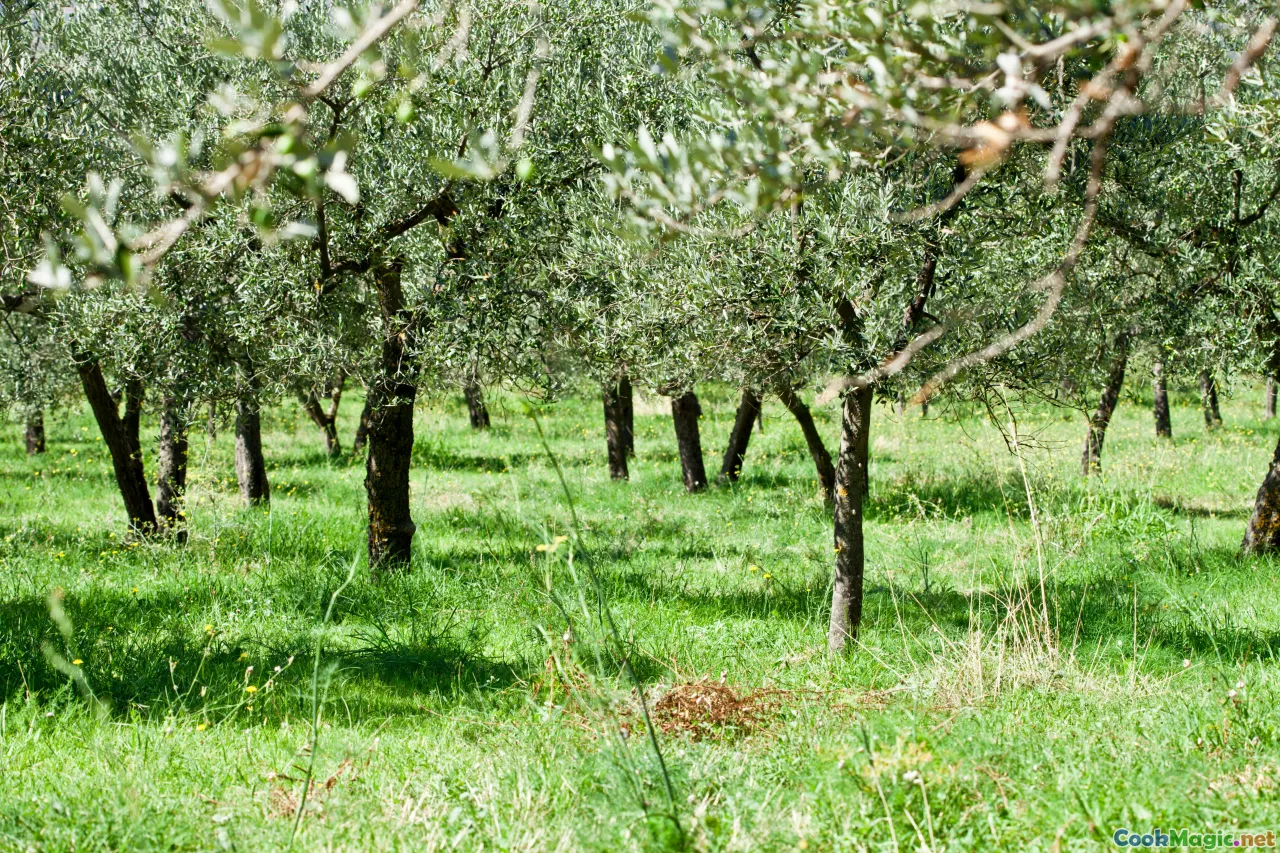 olive farm, sustainable farming, modern olive press