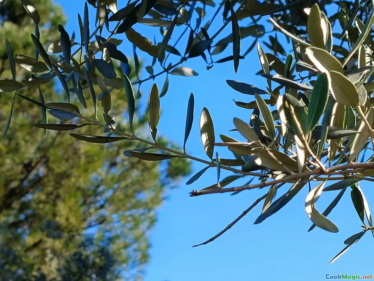 olive oil, cheese, dried herbs
