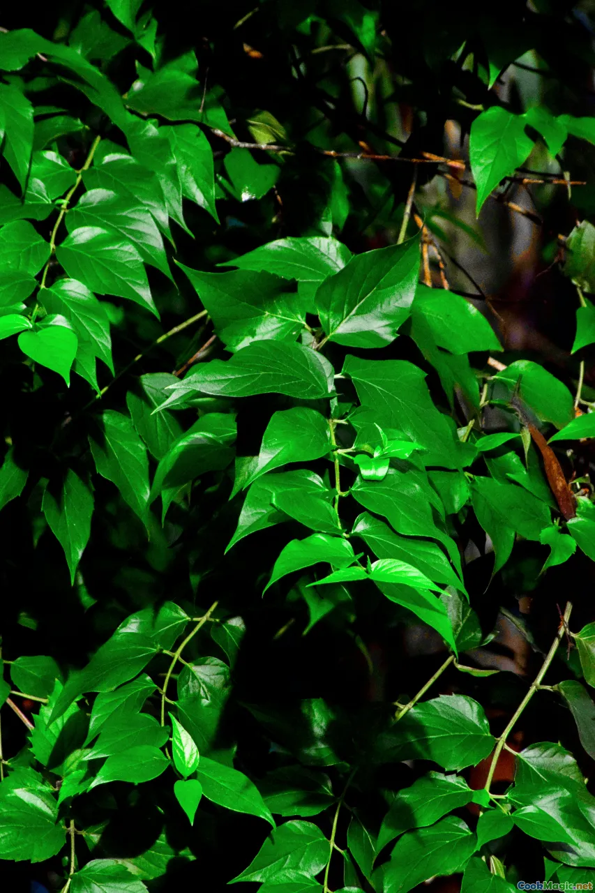 pandanus, edible leaves, forest herbs