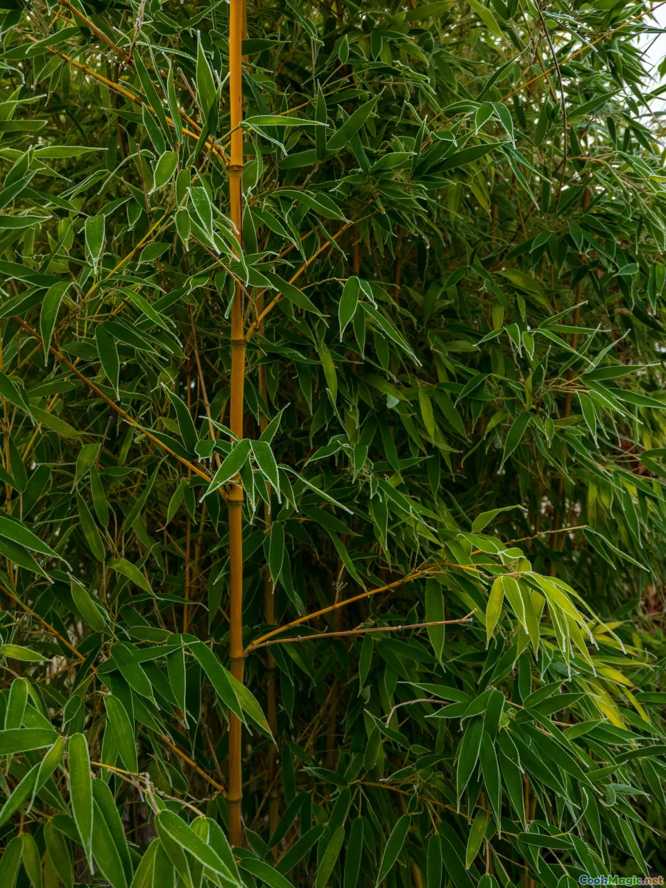 pandanus, wild herbs, aromatic herbs, tropical foliage