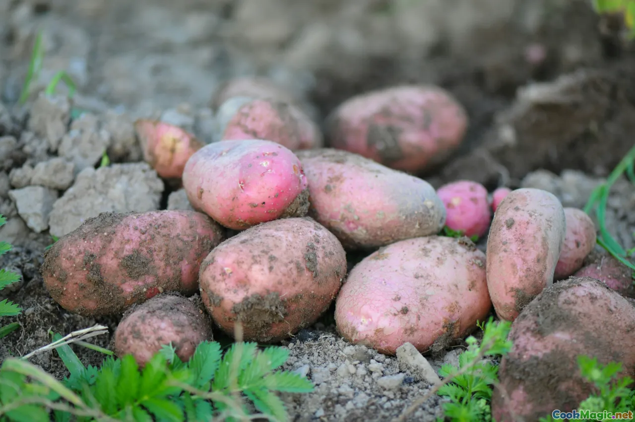potatoes, heritage vegetables, Irish farm, soil