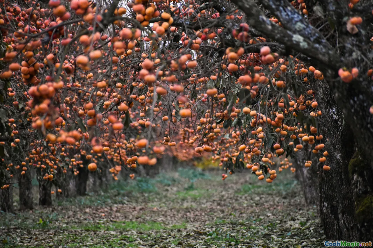 pumpkins, apple orchards, cranberry bogs, harvest road trip