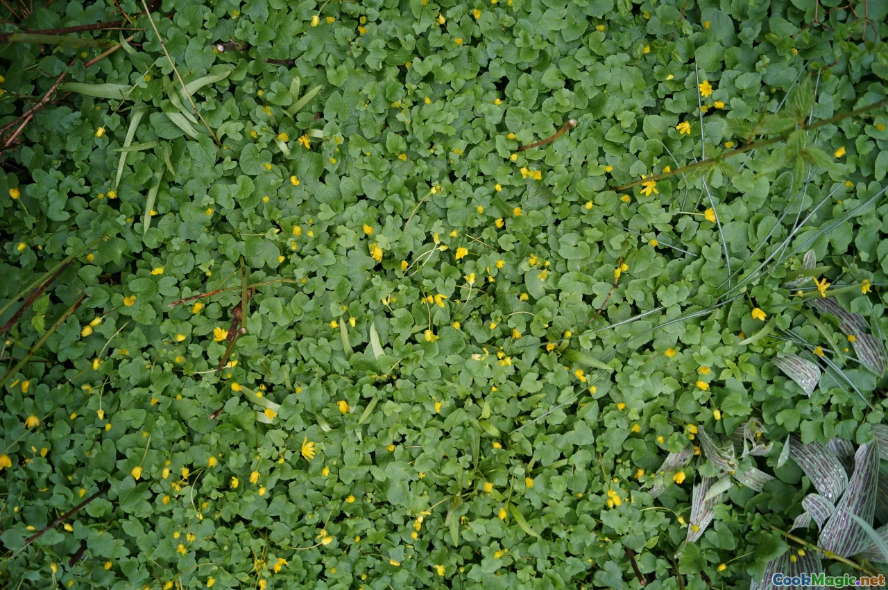 Rangpur, northern Bengal, mustard seeds, mustard greens
